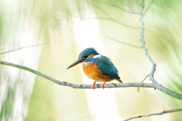 止まり木のカワセミ