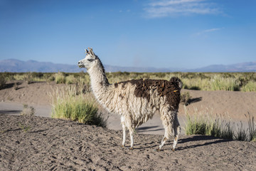 Llama in Salinas Grandes in Jujuy, Argentina.