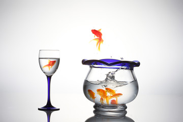 飛び跳ねる金魚