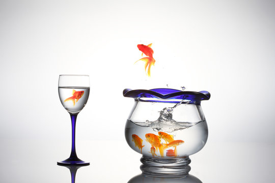 跳ねる Images Browse 7 707 Stock Photos Vectors And Video Adobe Stock