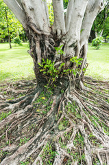 roots and stems