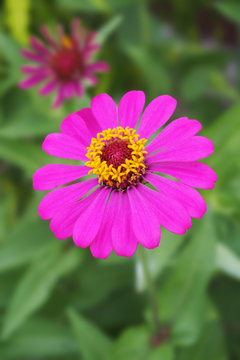 pink  Zinnia flower in garden