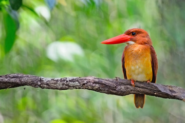 male Ruddy Kingfisher