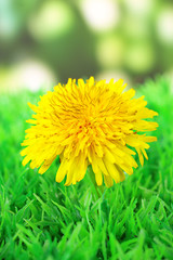 Dandelion flower on grass on bright background