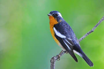 Fototapeta premium Mugimaki Flycatcher