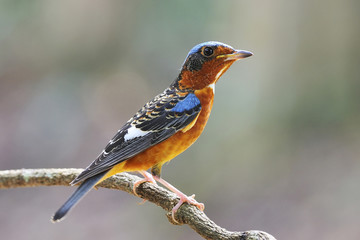 Rock Thrush