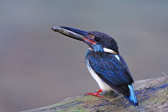 Blue-banded Kingfisher