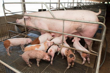 Nursing Piglets