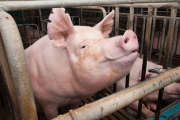 Pig in stable