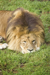 Male lion lying