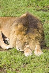 Male lion lying