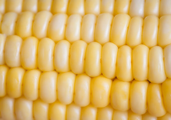 Yellow corn background, shallow depth of field.