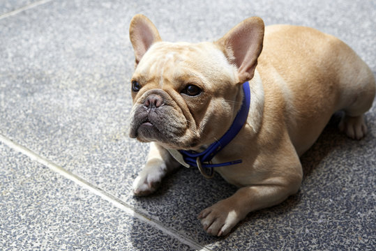 french bulldog wait for owner