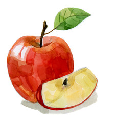watercolor hand drawn red apple © bioraven
