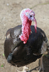 male turkey