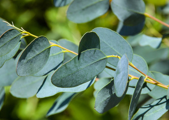 Eukalyptus - Medizin © PhotoSG
