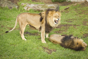 Lions having arguments.