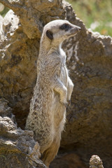 Suricate or meerkat
