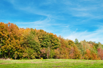 autumn forest, green meadow and blue sky
