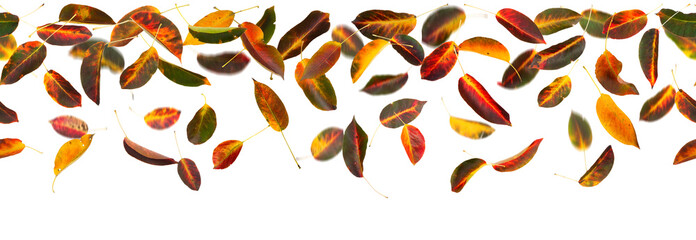 Seamless autumn leaves falling, white background.