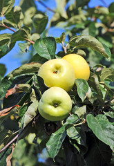 Green apple on the branch of the tree