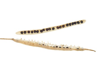 Geöffnete Rapsschote