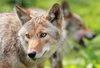 coyotes en été