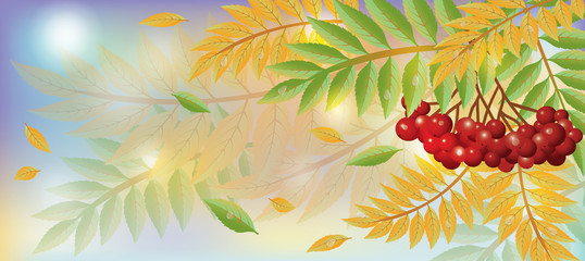Autumn banner with mountain ash berry, vector