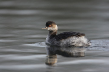 Black-necked grebe, Podiceps nigricollis,