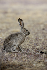 Black-tailed jack rabbit, Lepus californicus
