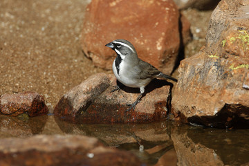 Black-throated sparrow, Amphispiza bilineata