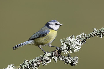 Blue tit, Parus caeruleus