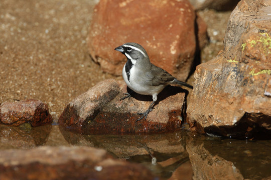 Black-throated sparrow, Amphispiza bilineata