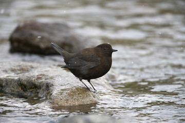 Brown dipper, Cinclus pallasii