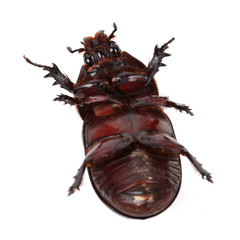 Rhinoceros beetle on a white background