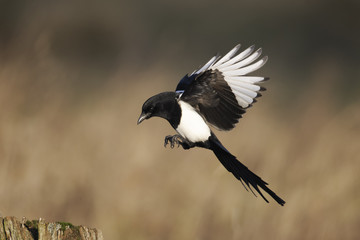 Magpie, Pica pica