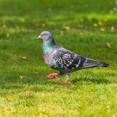 Feral Pigeon