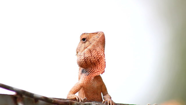 thai chameleon in garden
