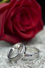 wedding rings on rock and red roses