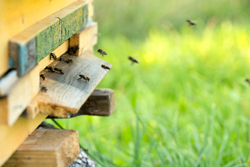 Fototapeta na wymiar pszczół i ula