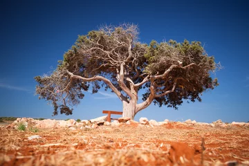 Cercles muraux Baobab arbre solitaire