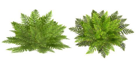 fern, isolated on the white background