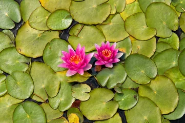Crédence de cuisine en verre imprimé Nénuphars pond scenery with water lilly