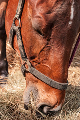 Obraz premium Horse in stable