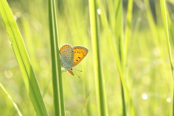 Closeup of butterfly in the grass in the morning
