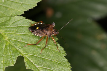 Fototapeta premium Blattwanze