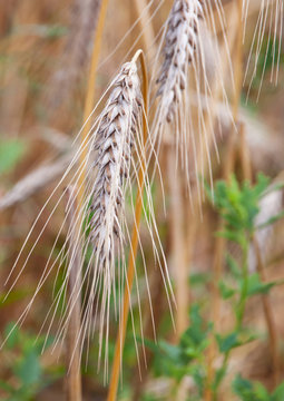 Triticale - Hybride - Triticum -  Secale