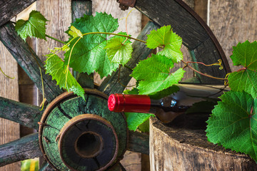 A bottle of wine on the background of the vine