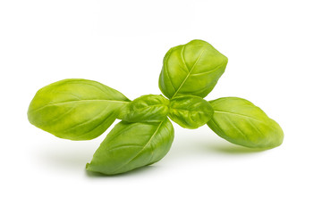 Basil.