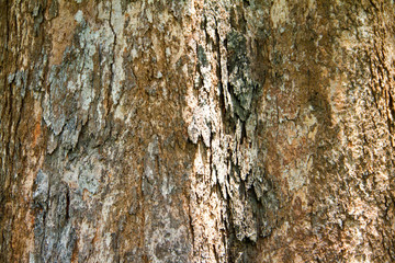 Tree bark texture